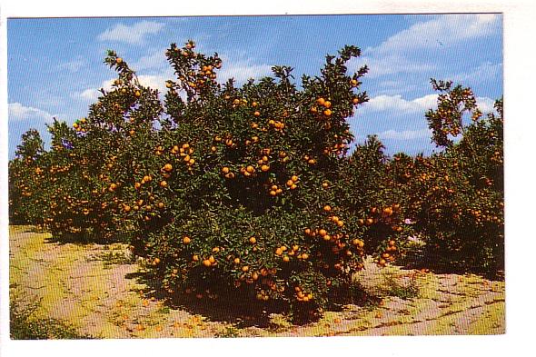 Beautiful Orange Groves in Central Florida, Photo Ray Salmon