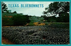Texas - Bluebonnets - State Flower - [TX-140]