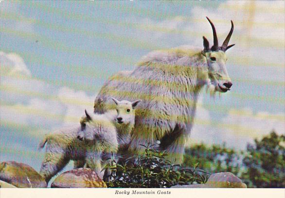 Rocky Mountain Goats