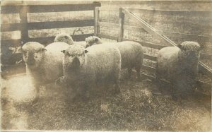 RPPC; Woolly Sheep in Pen, Ready for Shearing, Posted 1908 Fountain City IN