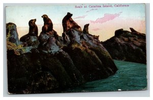 Vintage Early 1900's Postcard Seals at Catalina Island California POSTED