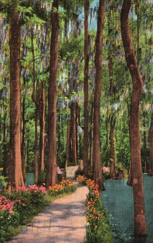 Vintage Postcard 1939 Cypress Gardens Water Forest Charleston South Carolina NC