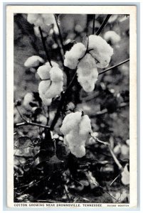 1939 Cotton Growing Near Brownsville Tennessee TN Vintage Posted Postcard