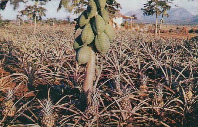 Cuba Typical Pineapple and Papaya Plantation