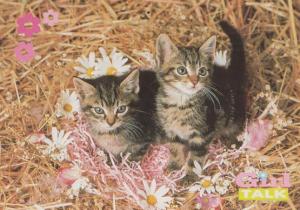 Girl Talk Kittens Chatting BBC Pet Hotel Show Cat Postcard