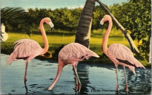 Vtg 1950s Florida Flamingos Rare Bird Farm Miami FL Linen Postcard