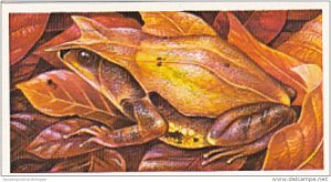 Brooke Bond Vintage Trade Card Incredible Creatures 1986 No 26 Spadefoot Toad