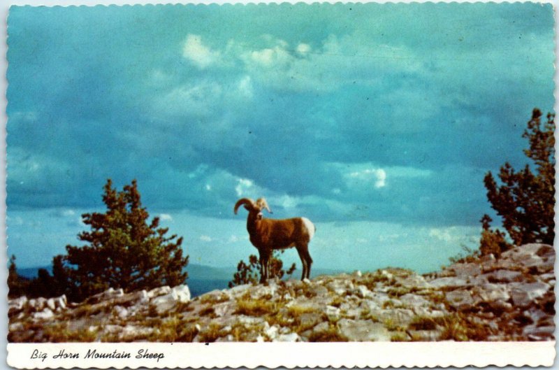 Postcard - Big Horn Mountain Sheep - Sandia Mountains - New Mexico 