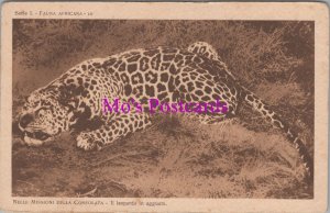 Animals Postcard - Leopard, Africa, Nelle Missioni Della Consolata RS37601