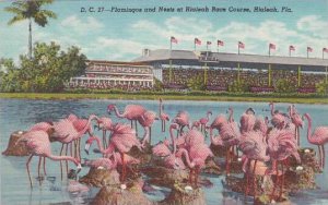 Florida Miami Flamingos And Nests At Hialeah Park