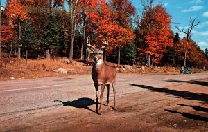 Deer BIN