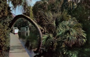 Horse Shoe Palm,Silver Springs,FL BIN