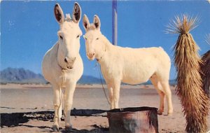 Howdy White Donkeys Donkey Unused 