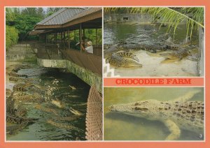 Crocodile Reptile Farm Singapore Amazing Official Rare Postcard