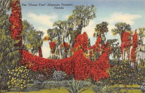 Bignonia Venusta Flame Vine - Flowers, Florida FL  