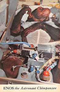 Ready for blastoff, Enos the astronaut chimpanzee Space Unused 
