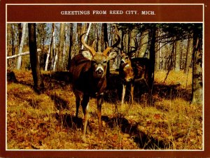 Michigan Reed City Greetings With White Tail Bucks