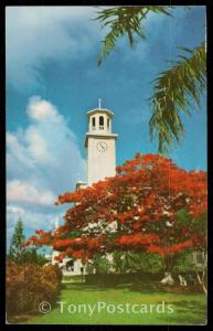 The Poinciana regia trees - Cathedral Tower