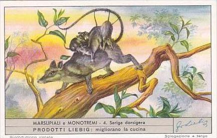 Liebig Trade Card S1571 Marsupials No 4 Sariga dorsigera