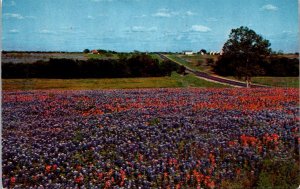 Texas - Bluebonnets & Indian Blanket - [TX-100]