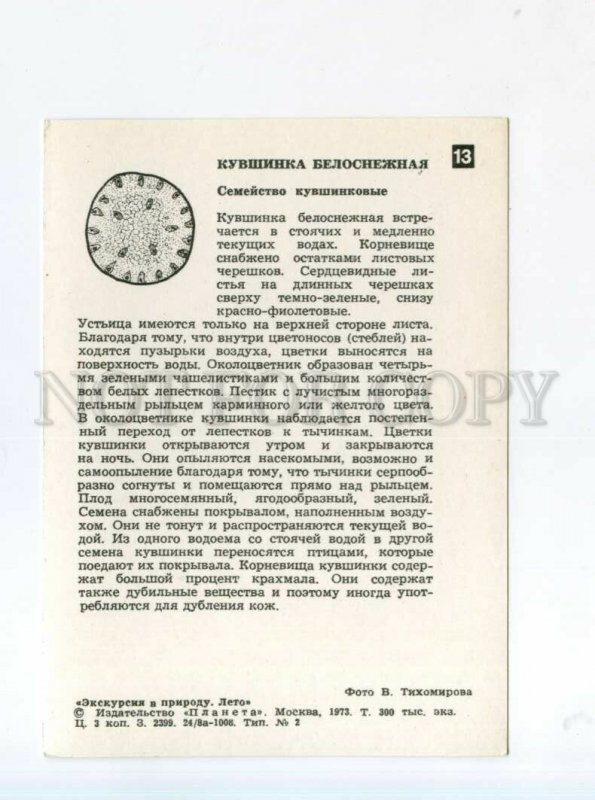 525767 USSR 1973 Botany plant summer Snow-white water lily photo Tikhomirova