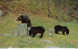 STE-AGATHES DES MONTS , Quebec , Canada , 1950-60s ; Black Bears in trash