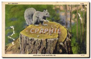 Postcard Old Nut cracker Rumford ME Squirrel