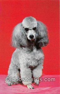 French Poodle Dog Unused 