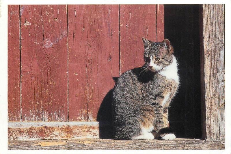 Photo postcard Bernd Schellhammer cat