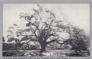 Louisiana New Iberia Old Oak Tree Planted 1827 On Old Spanish Trail