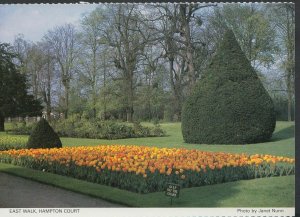 Middlesex Postcard - East Walk, Hampton Court Flower Garden   LC5923