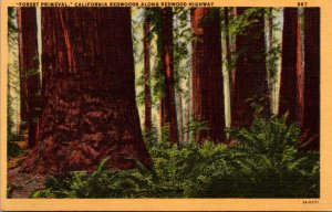 California Forest Primeval California Redwoods Along Redwood Highway