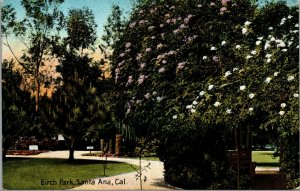 Vtg 1910s Birch Park Path Through The Trees Santa Ana California CA Postcard