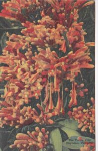 Florida Flowers The Flame Vine 1952