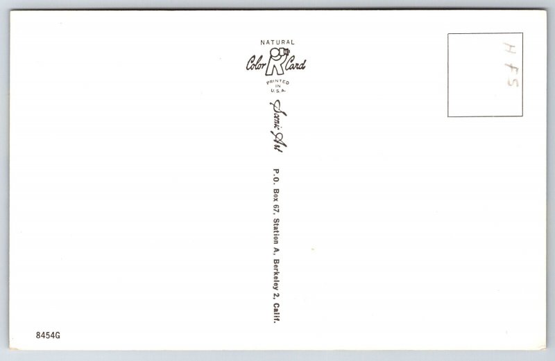 Banner Howdy From Tempe Arizona~Flowering Cactus & Desert View~Vintage Postcard