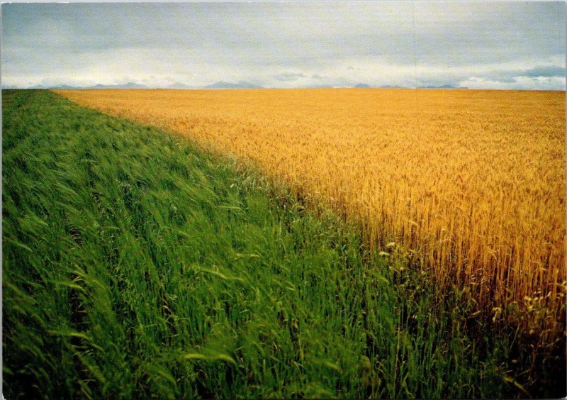 Canada British Columbia Canadian Wheat Fields