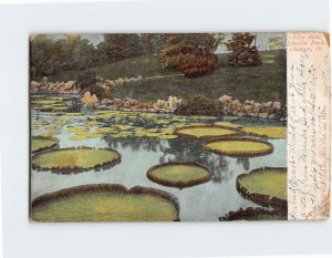 Postcard Lily Beds, Lincoln Park, Chicago, Illinois