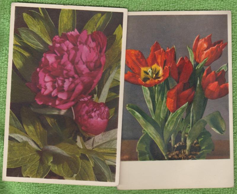 Lot of 2 Floral Flowers Vintage Postcards Tulip / Peony