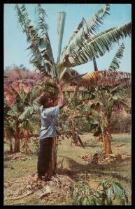 Harvesting Bananas, JAMAICA.