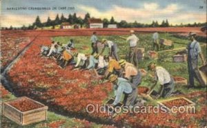 Harvesting Farming, Farm, Farmer  1941 