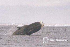 North Atlantic Right Whale - Ocean Conservancy - Animals