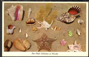 Sea Shell Collection,Florida