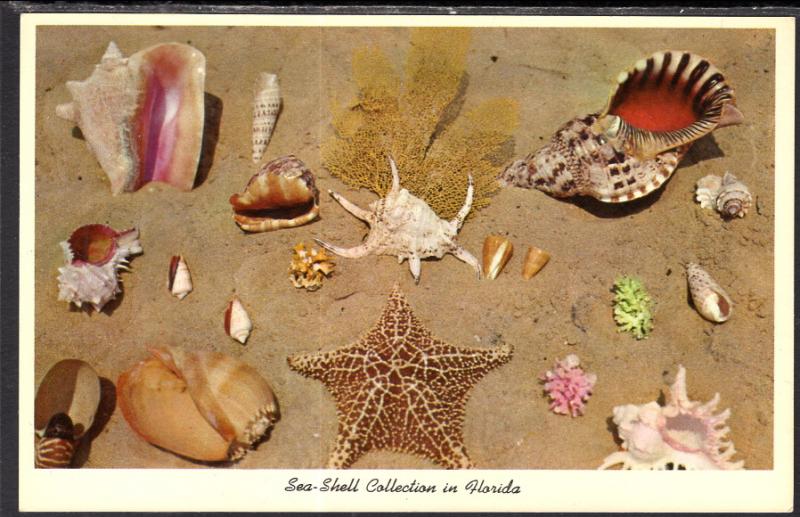 Sea Shell Collection,Florida