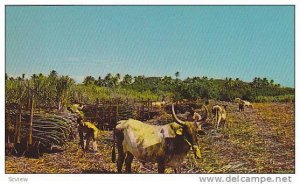 Loading sugar cane , Ox cart , Fiji , 40-60s