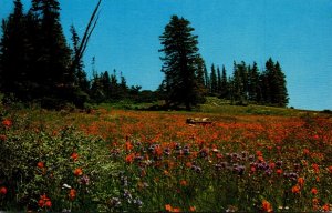 Utah Cedra Breaks National Monument Colorful Meadow