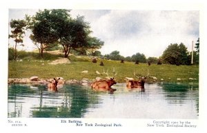 Elk Bathing