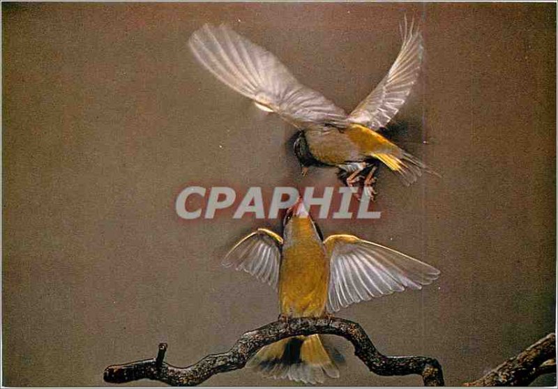 Postcard Modern Roland Fiorillo Birds Verdiers Approach