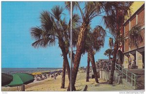 Palms swaying gently in the ocean breeze in front of the Pavilion,  Myrtle Be...