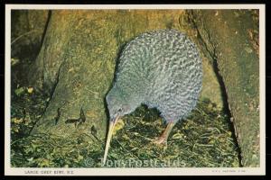 Large Grey Kiwi