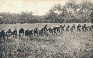 Sri Lanka Ceylon Ethnic Reaping 06.53 